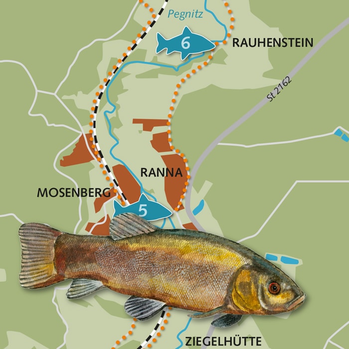 Fisch-Lehrpfad an der Pegnitz